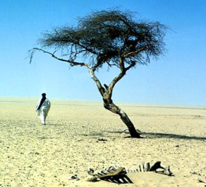 The Tree of Ténéré in the early 1970s. © Krohn Photos